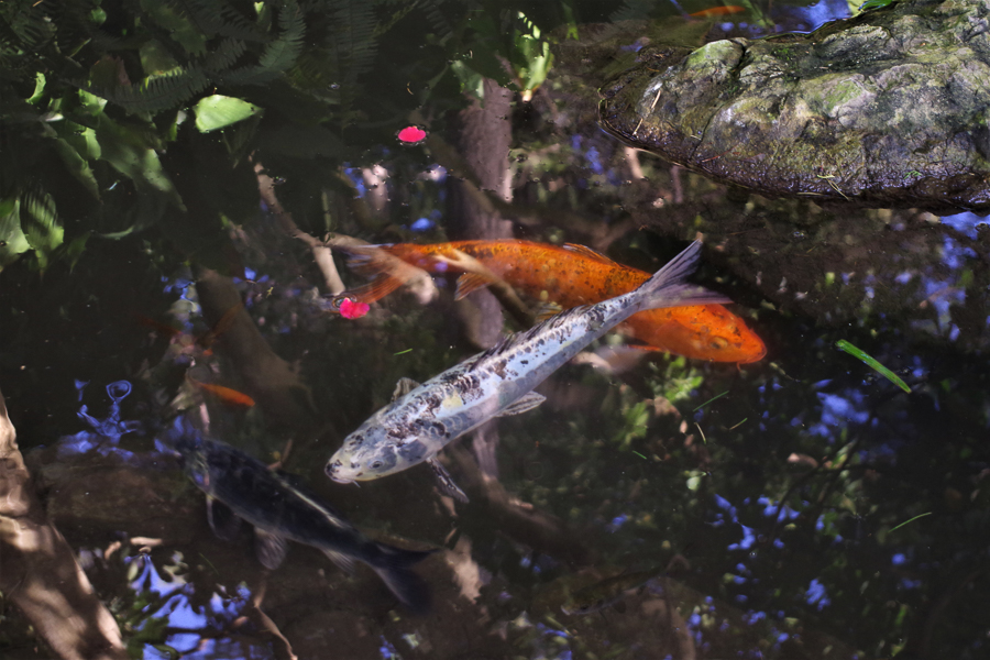 2020 Nice villa Ephrussi ext.-10