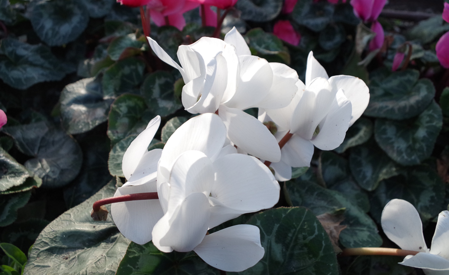 2020 Nice villa Ephrussi ext.-3