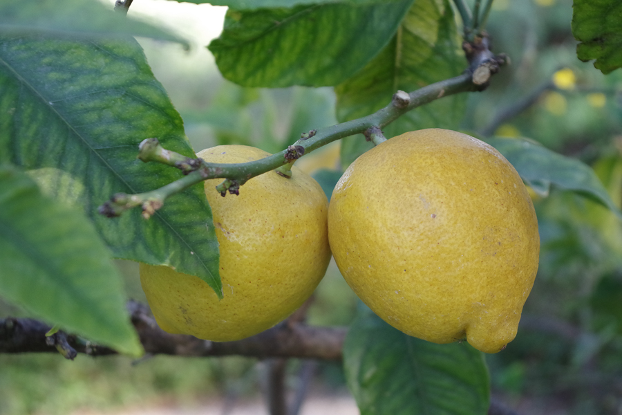 2020 Nice villa Ephrussi ext.-5