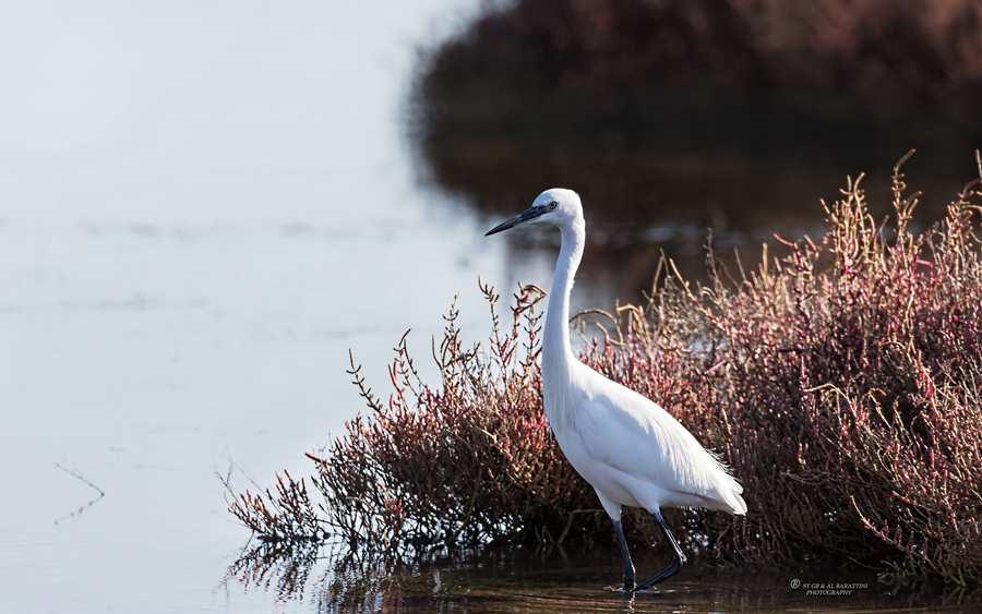 21-Aigrette