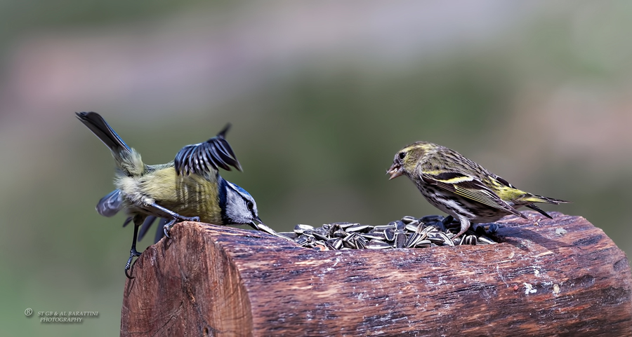 31-Mésange-bleue-et-Tarin