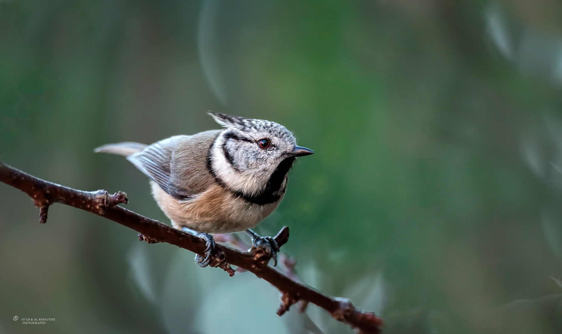 4-Mésange-Huppée