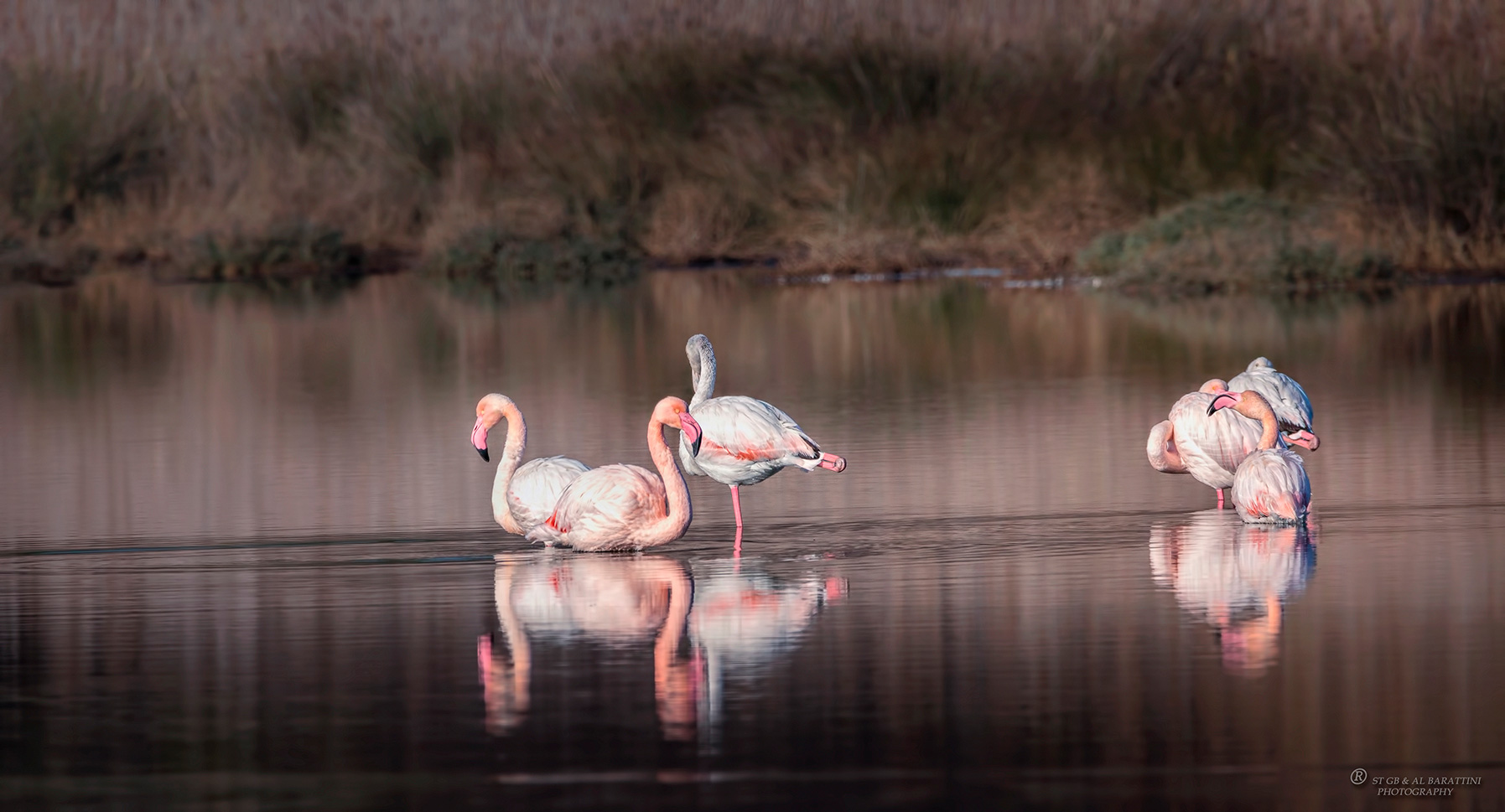 9-Flamants roses