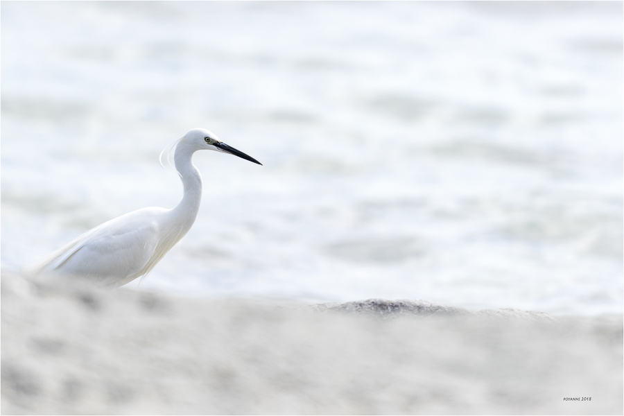 Aigrette garzette1