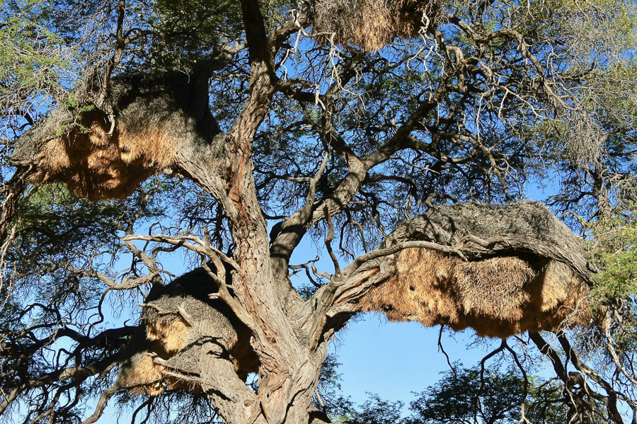 Arbres Namibie-3