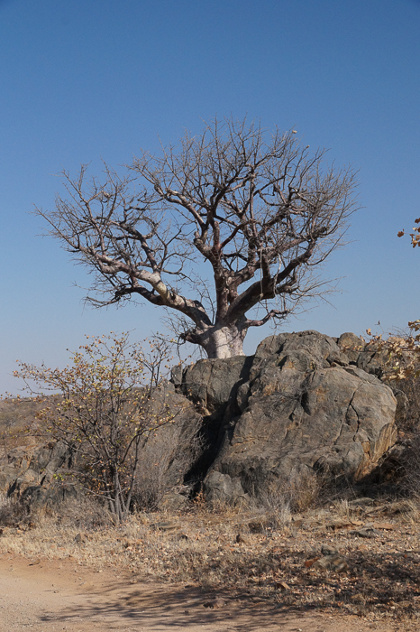 Arbres Namibie-5