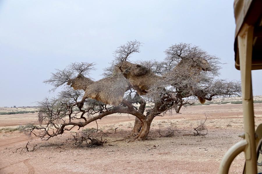 Arbres Namibie-8