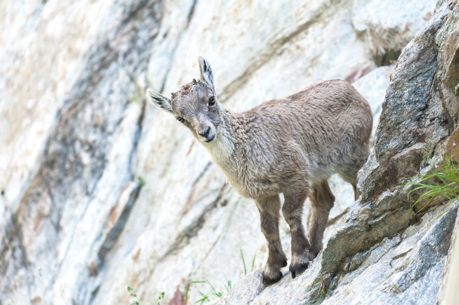 Bouquetins8