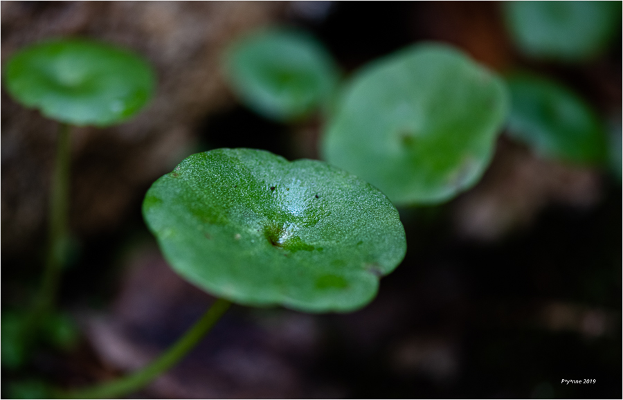 Cascade de Gourbachin-4