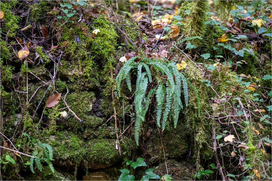 Cascade de Gourbachin