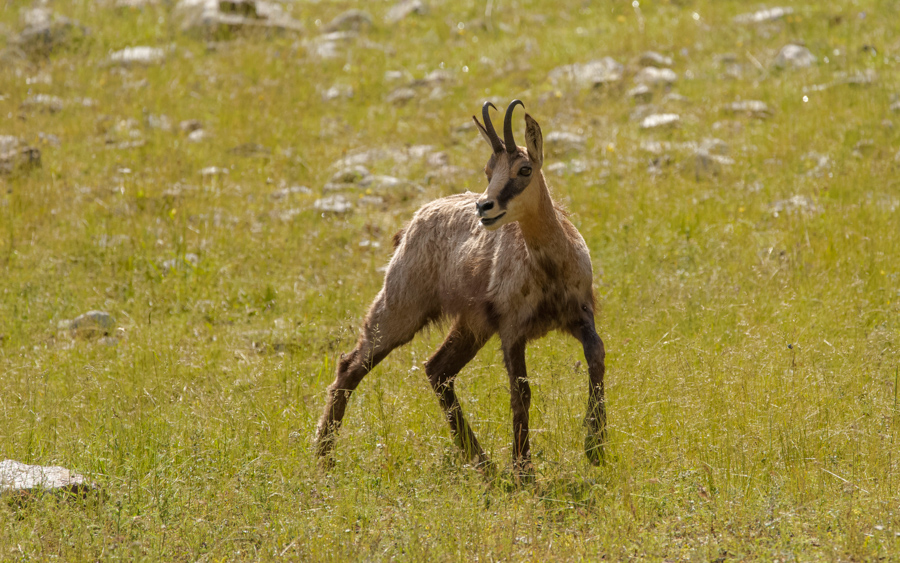 Chamois1