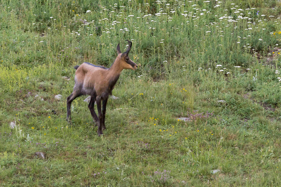 Chamois11