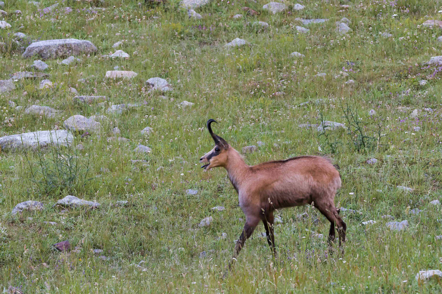 Chamois13