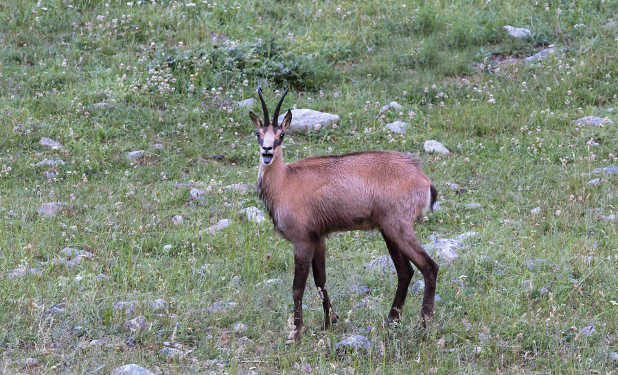 Chamois14