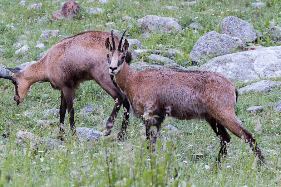 Chamois15