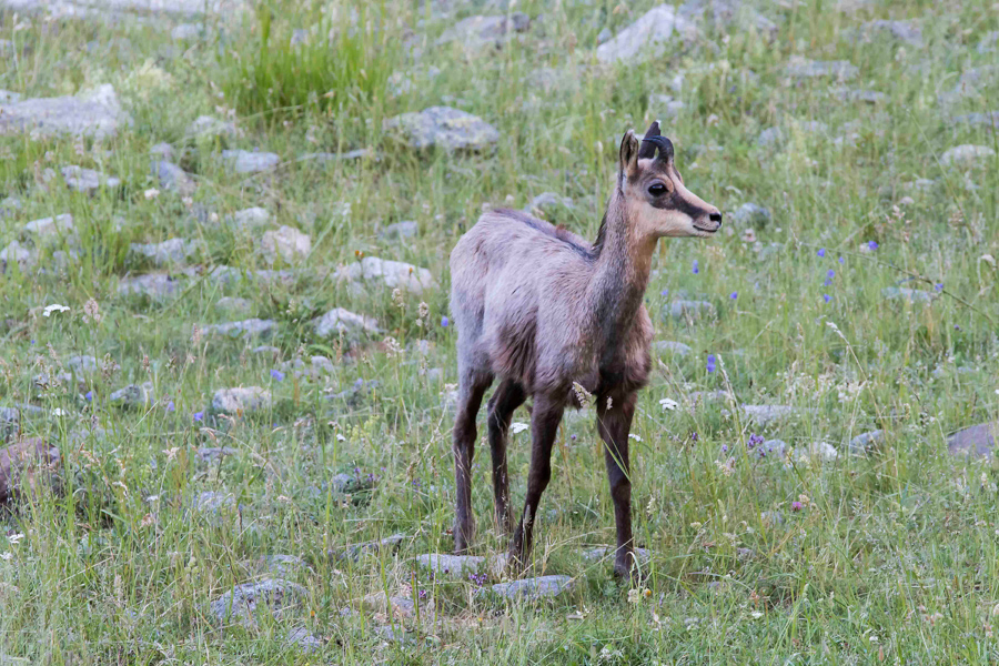 Chamois16