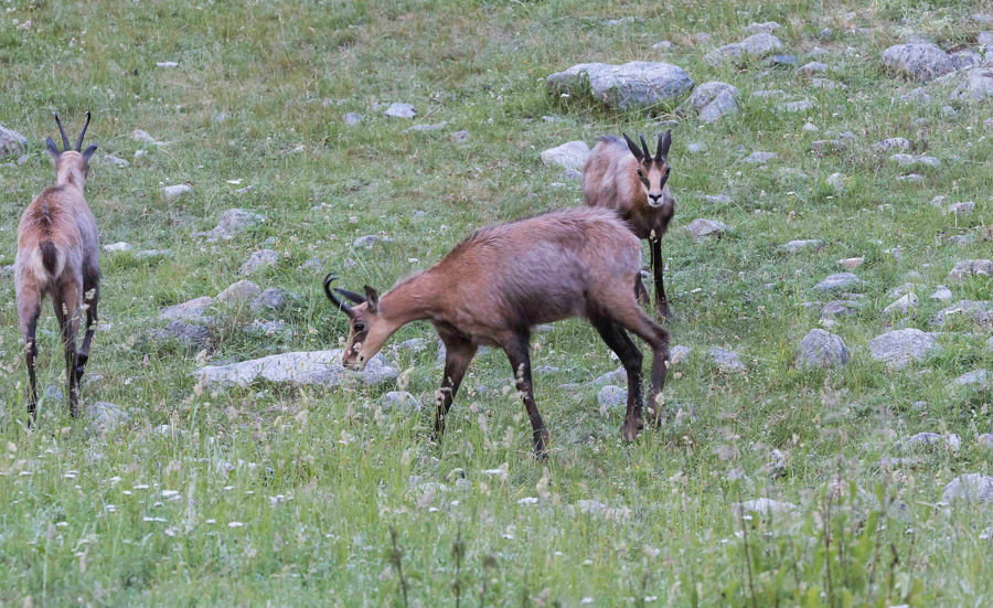 Chamois17