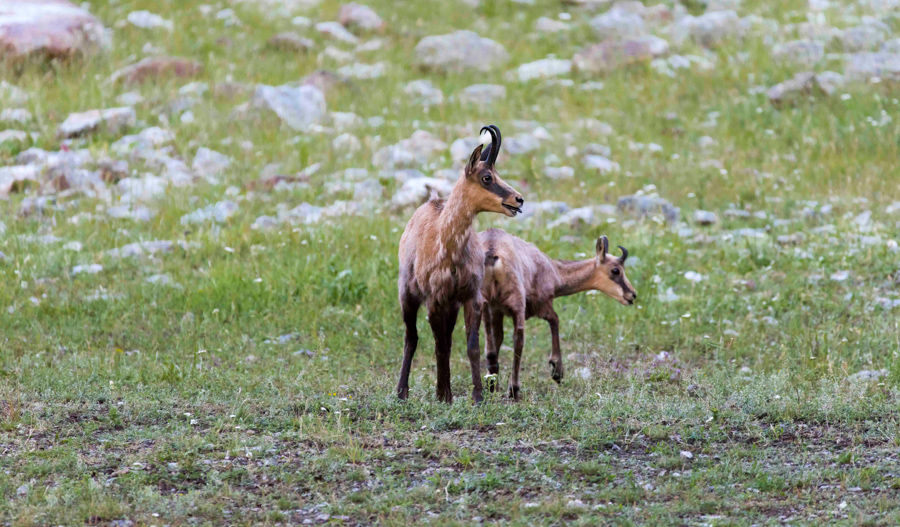 Chamois25