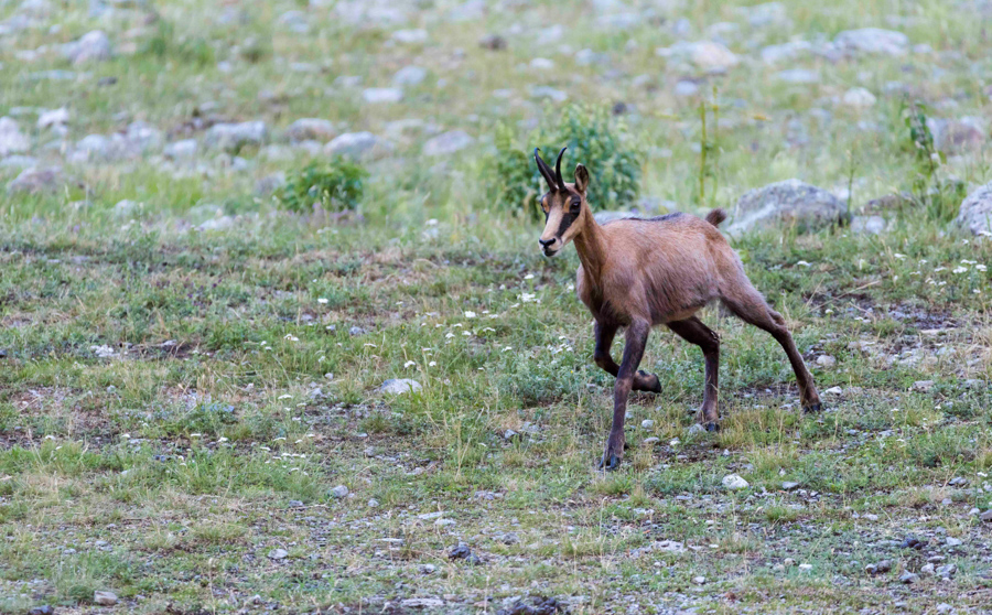 Chamois27
