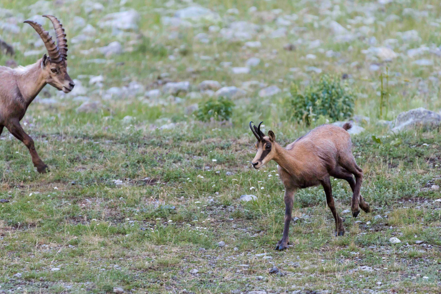 Chamois28