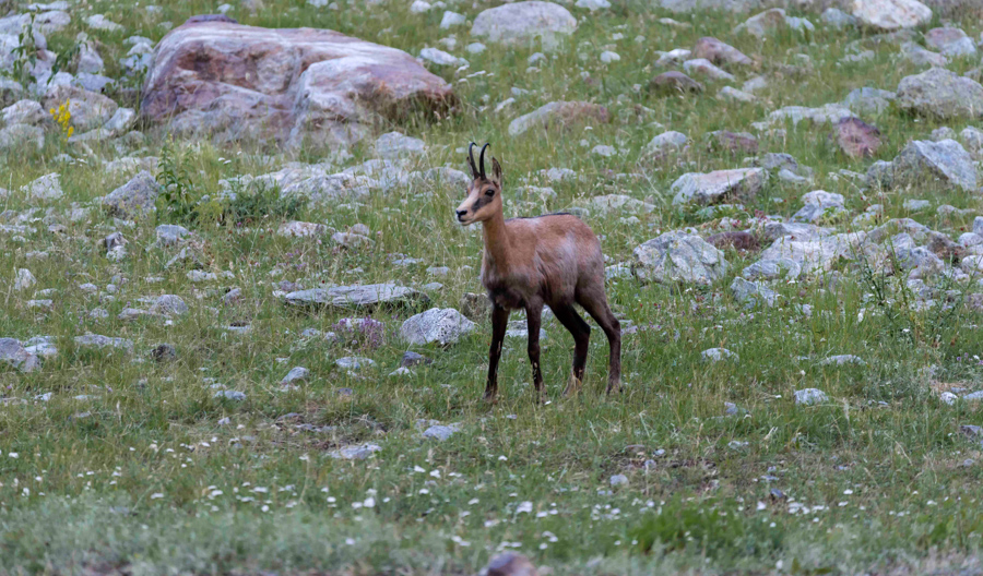 Chamois30