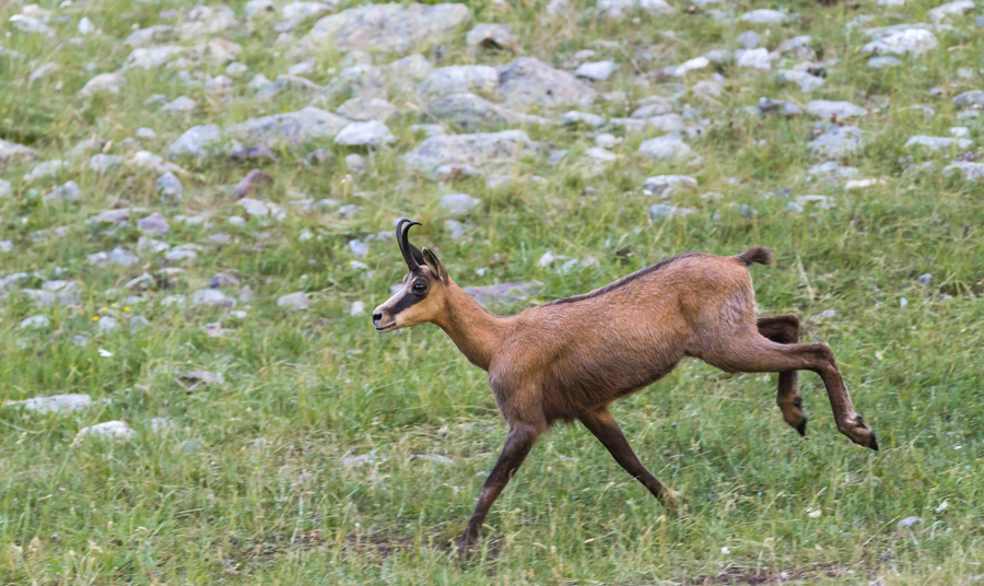 Chamois33