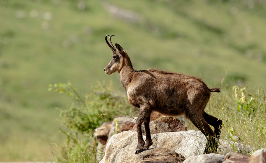 Chamois4