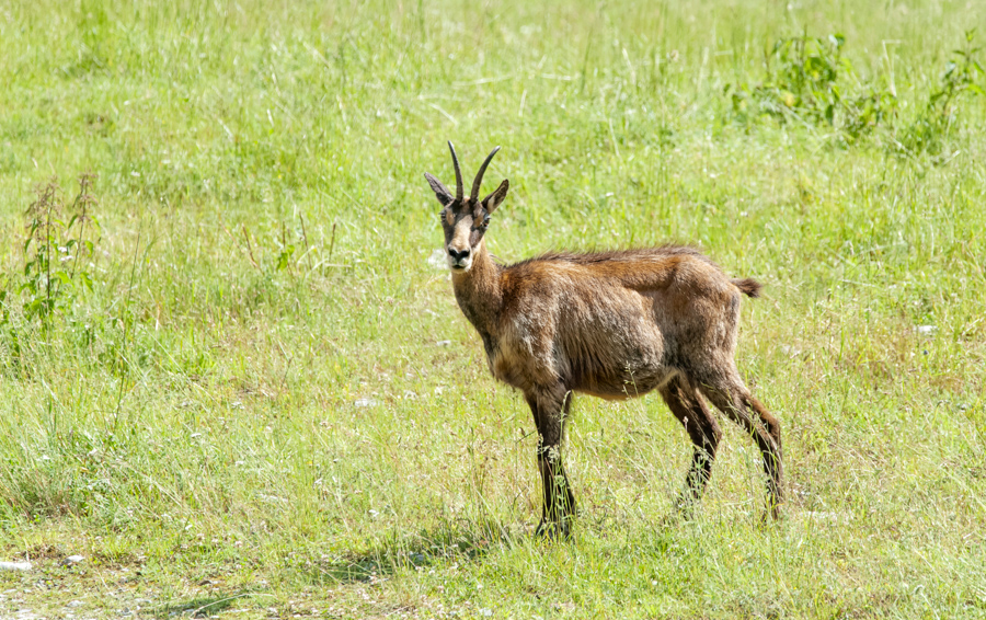Chamois6