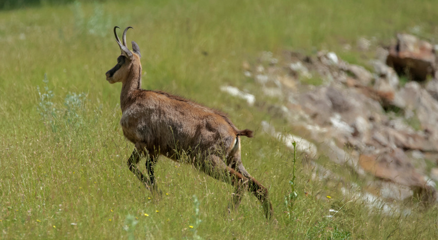 Chamois7