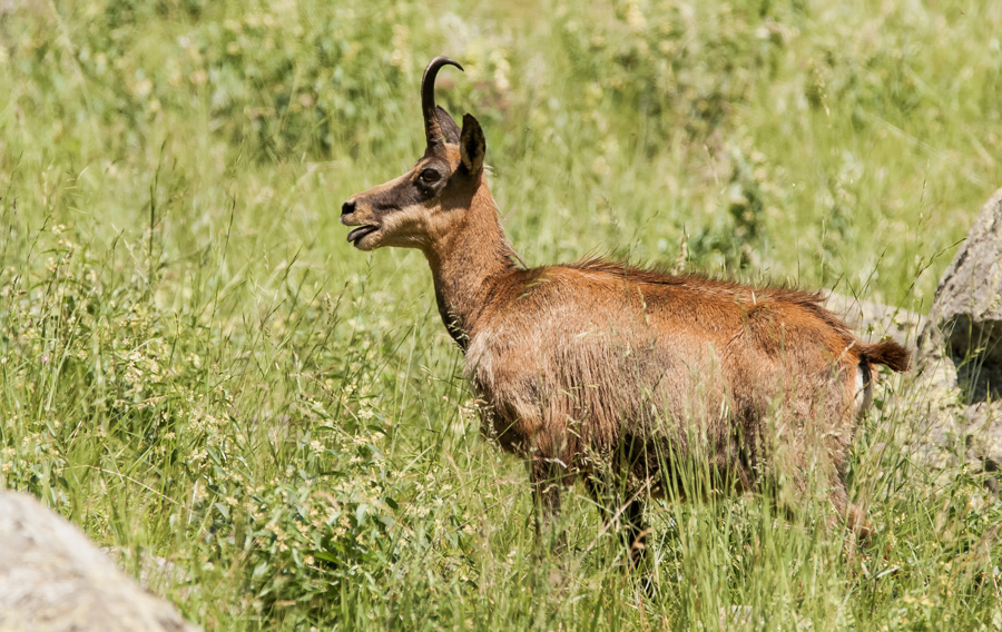 Chamois9