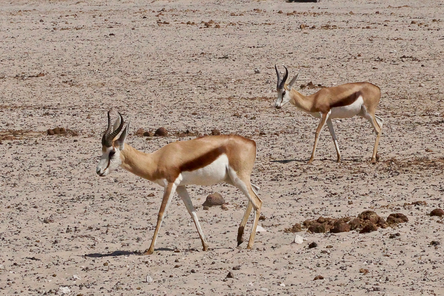 Faune Namibie-3