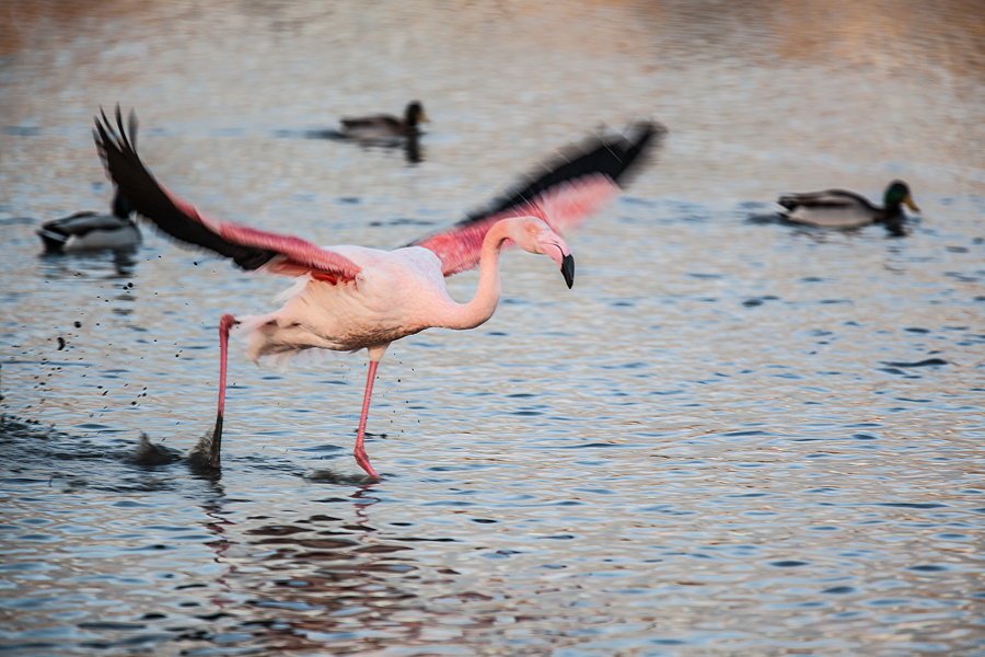 Flamant rose 2