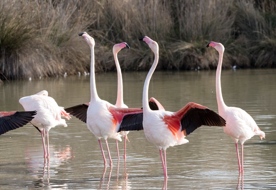 Flamants rose2