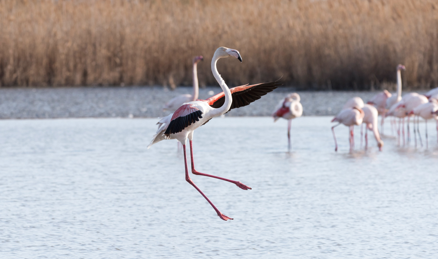 Flamants roses 5