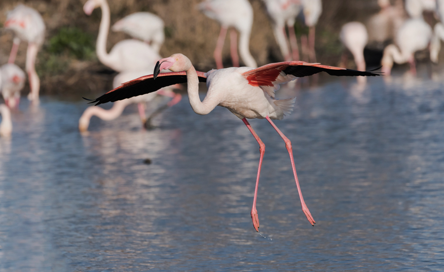 Flamants roses 6