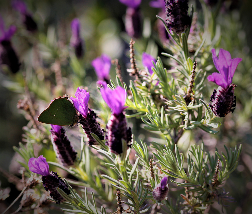 Fleurs sous covid19--2