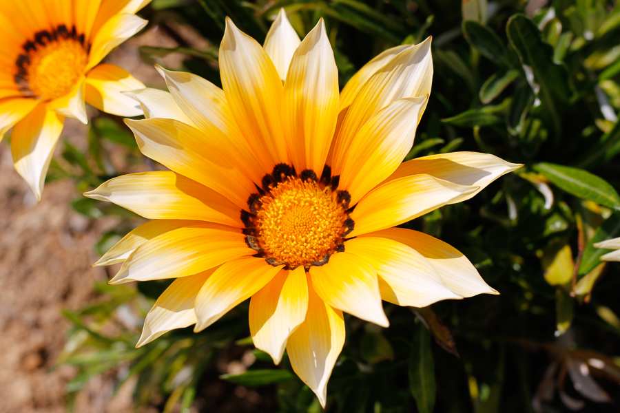 Fleurs sous covid19-6862