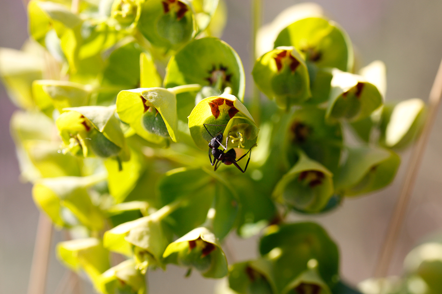 Fleurs sous covid19-6902