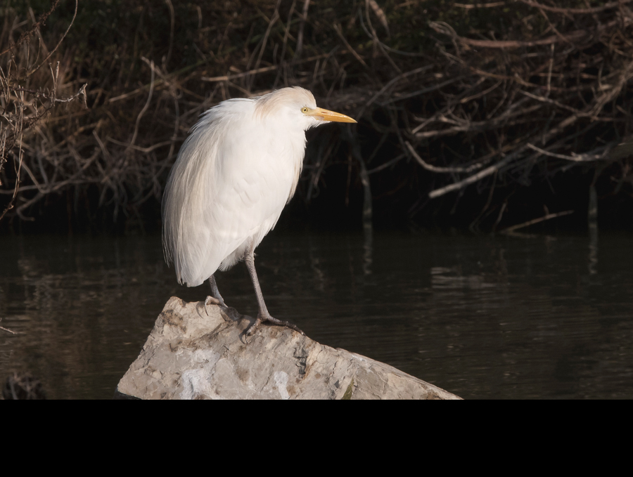 Héron garde boeufs
