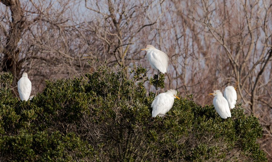 Hérons garde boeuf4