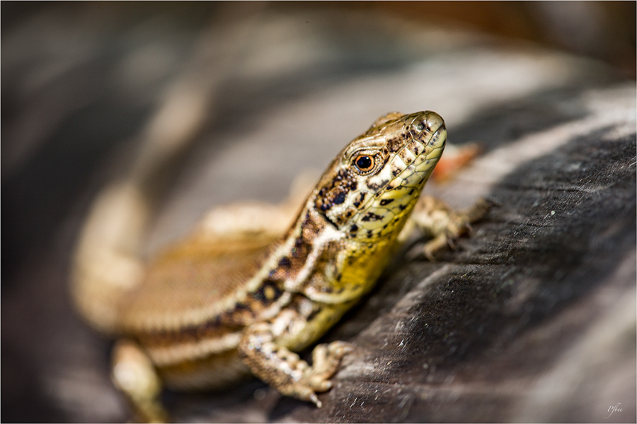 lézard