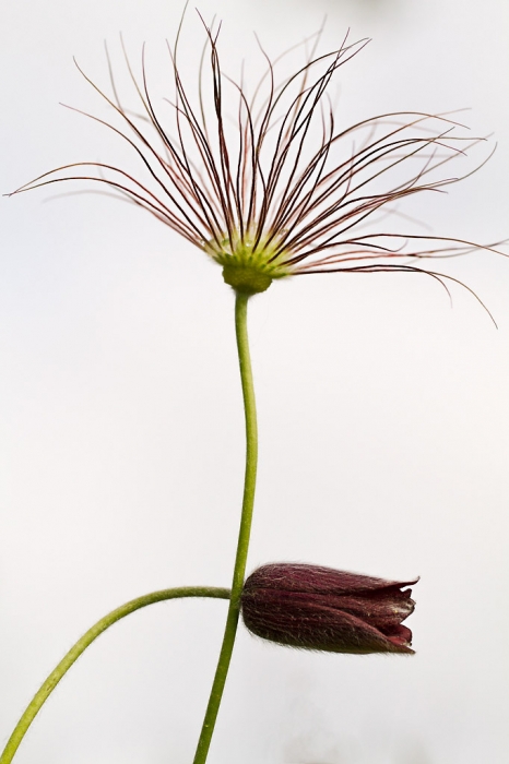 anemones-pulsatiles- 2