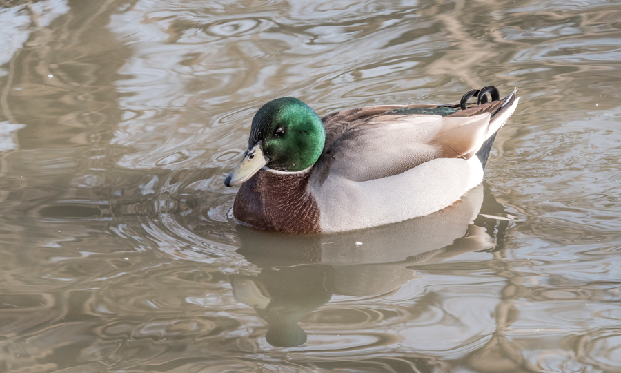 canard col vert