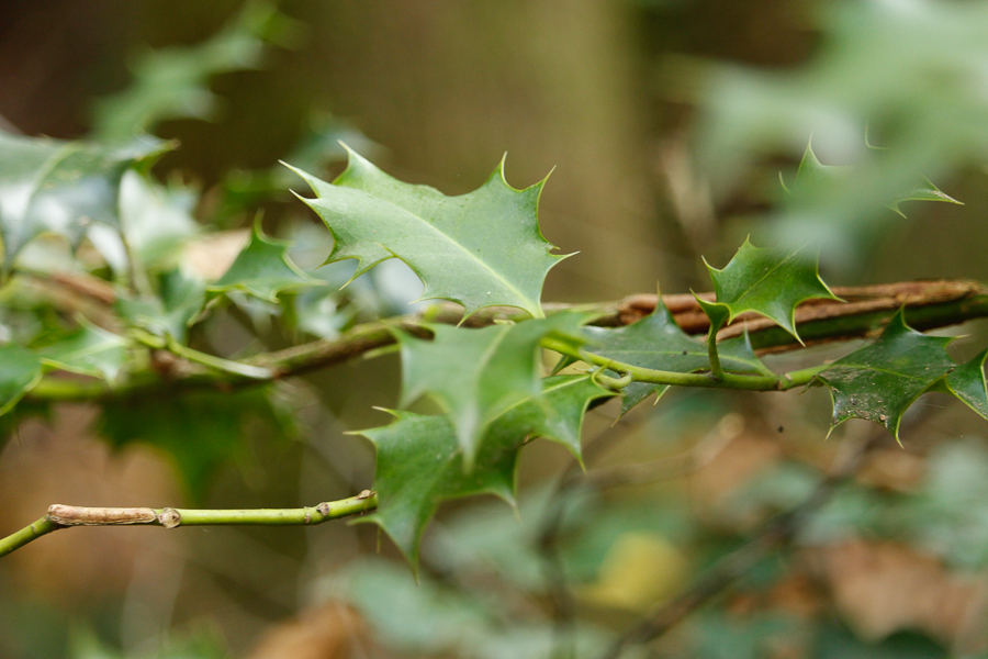 cascade de Gourbachin-7