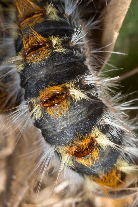 chenille-processionnaire