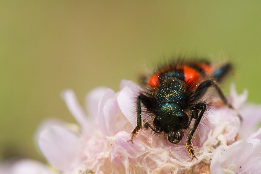 clairon des abeilles  2