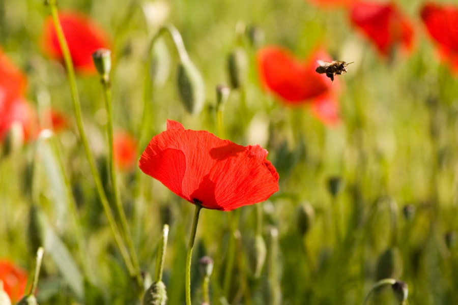 coquelicot