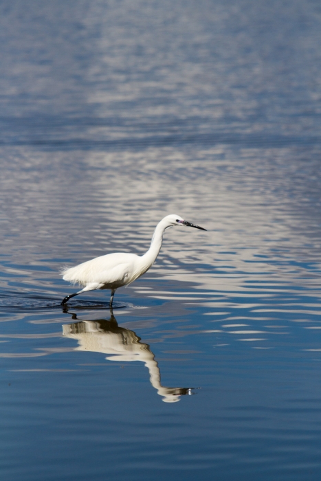 grande aigrette