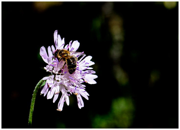 l'abeille de PATRICK