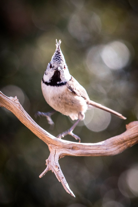 mésange-huppée-1